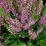 Calluna vulgaris 'Mrs. Maxwell'.png